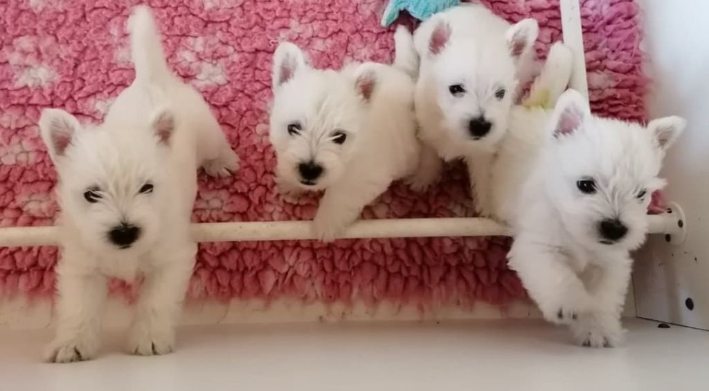 Like A Fairy Tale - Chiot disponible  - West Highland White Terrier